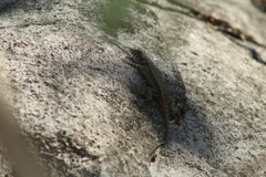 Sceloporus pyrocephalus
