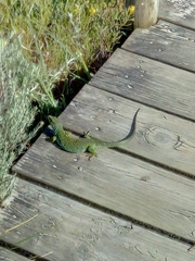 Timon lepidus ibericus