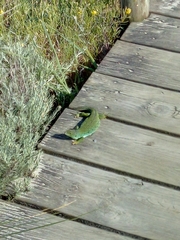 Timon lepidus ibericus