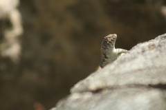 Sceloporus pyrocephalus