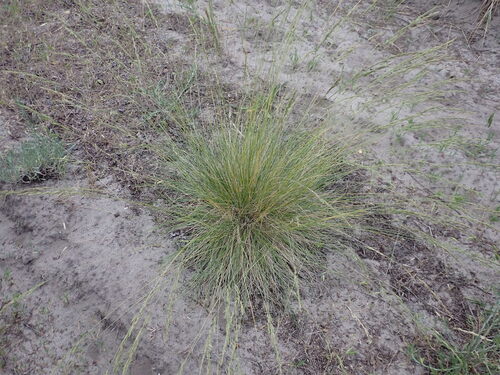 Festuca beckeri, 2026-06-12