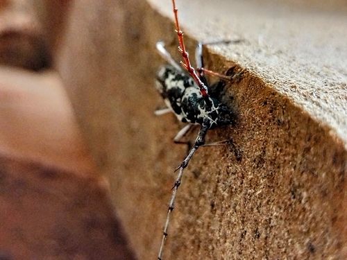 Elaphidion irroratum