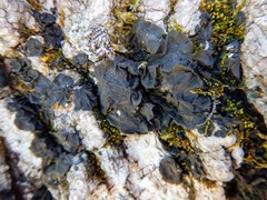 Collema subflaccidum