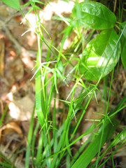Carex collinsii