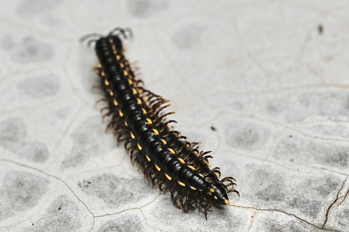 Orthomorphella pekuensis