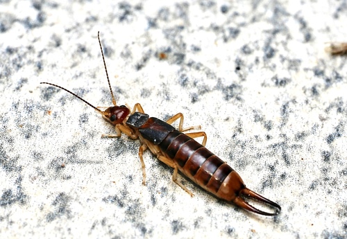 Shore Earwig
