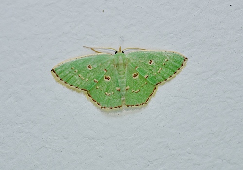 Comostola subtiliaria