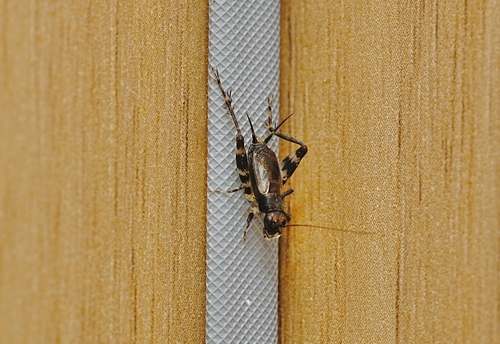 Dianemobius fascipes