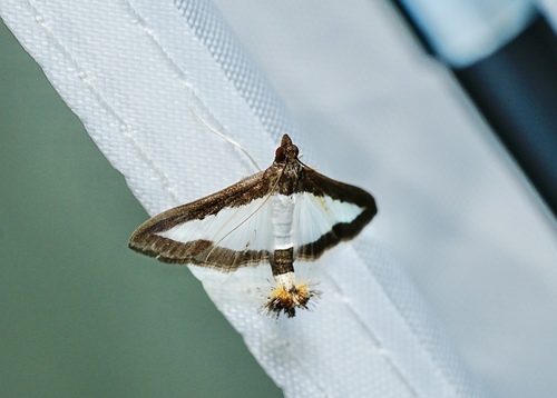 Cucumber Moth