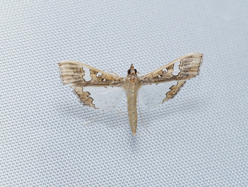 Mung Bean Moth