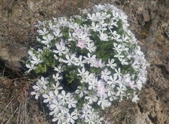 Phlox caespitosa