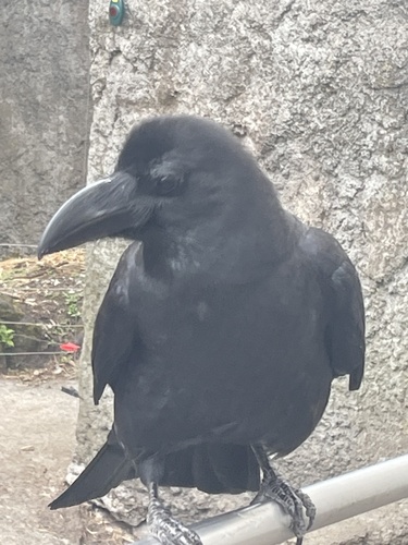 Japanese Crow