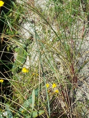 Timon lepidus ibericus