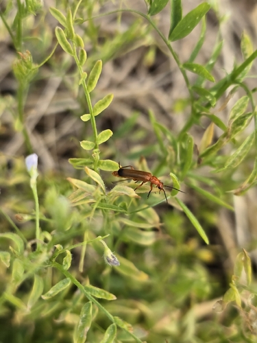 Common Red Soldier Beetle