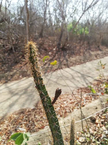Acanthocereus oaxacensis