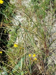 Timon lepidus ibericus