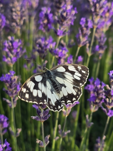Marbled White