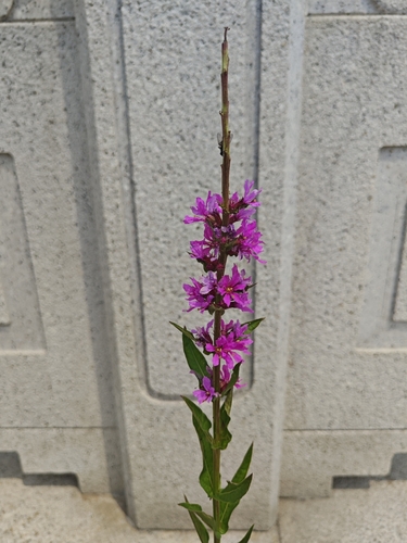 purple loosestrife