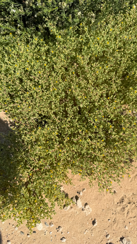 simple-leaved bean caper