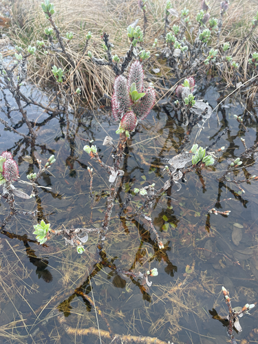 Barratt's Willow