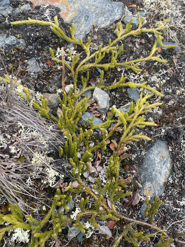 arctic stag's-horn clubmoss
