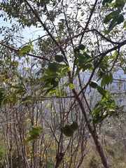 Casimiroa