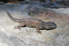 Sceloporus dugesii