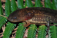 Ambystoma flavipiperatum