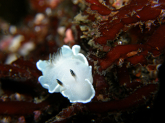 Glossodoris misakinosibogae