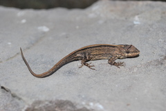 Anolis nebulosus