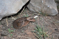 Crotalus armstrongi