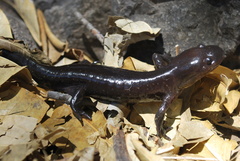 Ambystoma flavipiperatum