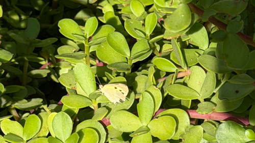 Blue-Spotted Arab