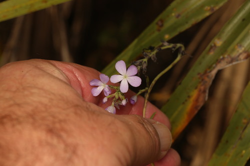 Buchnera linearis (Buchnera linearis)