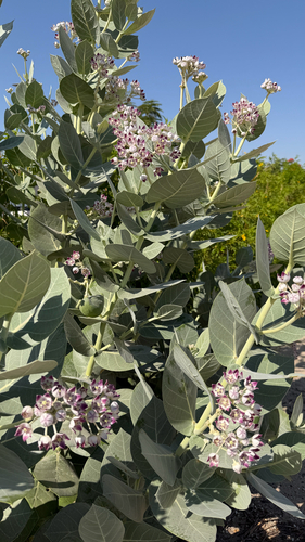giant milkweed