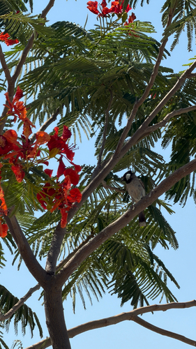 White-eared Bulbul
