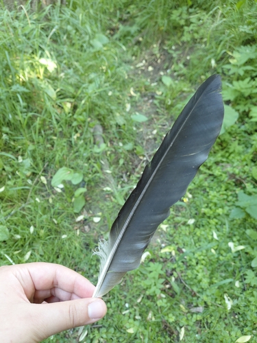 Plume de Corneille mantelée
