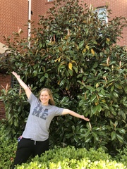 Magnolia grandiflora