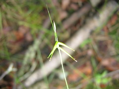 Carex collinsii