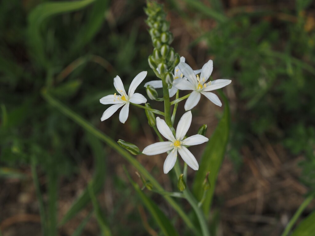 Ornithogalum pyramidale; photograph (c) Louis Aureglia, some rights reserved (CC BY)