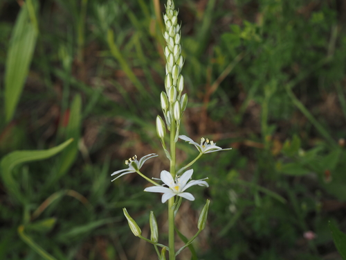 Ornithogalum pyramidale, photograph 6
