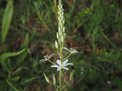 Ornithogalum pyramidale, photograph (c) Louis Aureglia, some rights reserved (CC BY)