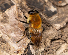 Criorhina floccosa