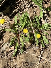 Taraxacum officinale