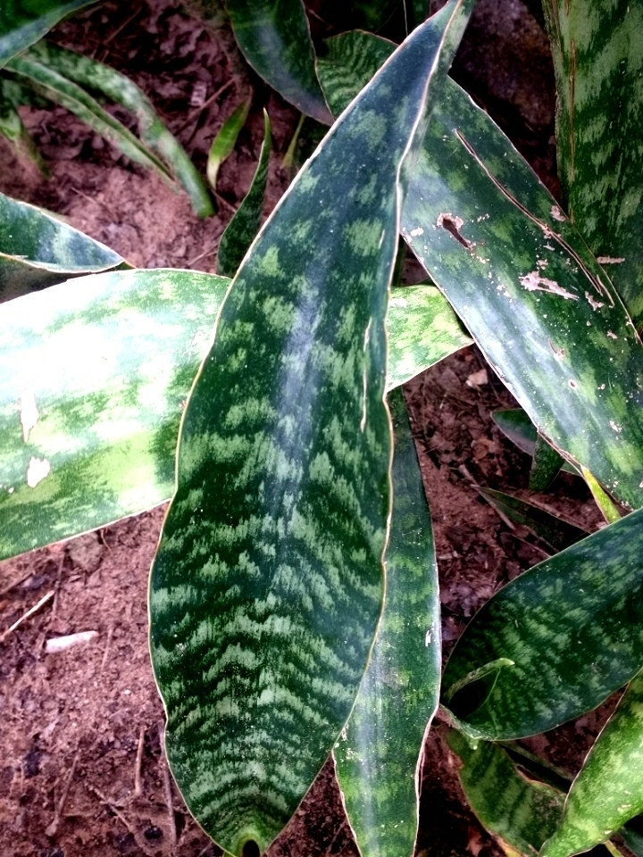 schefflera plant outdoors Variegated Schefflera
