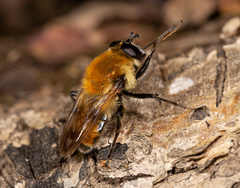 Criorhina floccosa