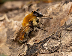 Criorhina floccosa