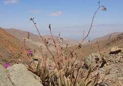 Cistanthe grandiflora