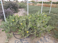 Opuntia anahuacensis