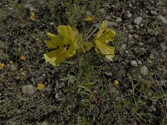 Oenothera berlandieri pinifolia
